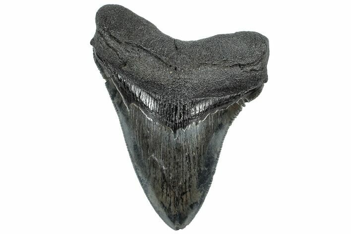 Serrated, Fossil Megalodon Tooth - South Carolina #307522